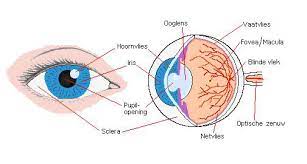 foto oog